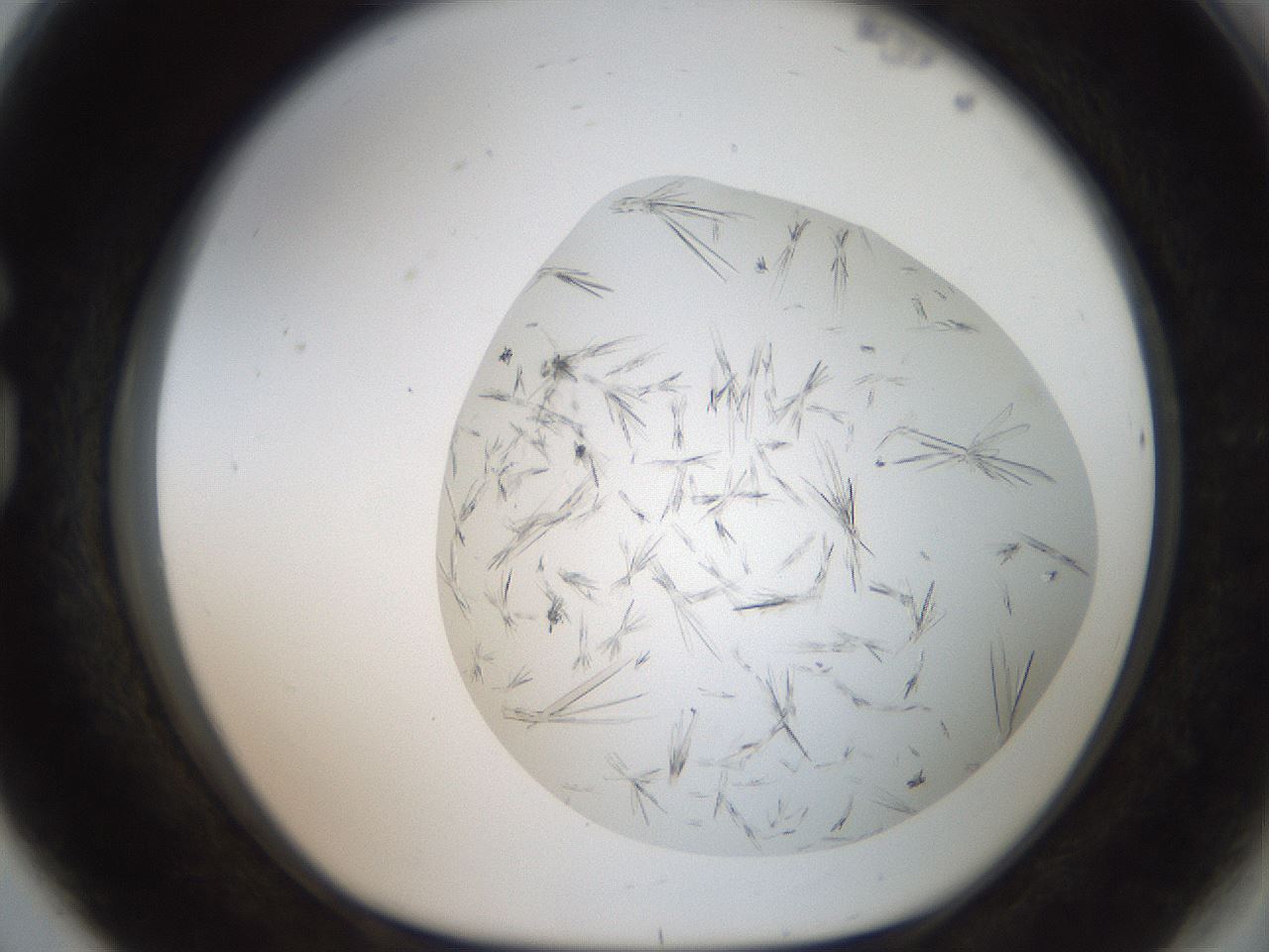 folderID381_plateID2381_batchID11228_wellNum80_profileID1_d1_r175826_ef.jpg