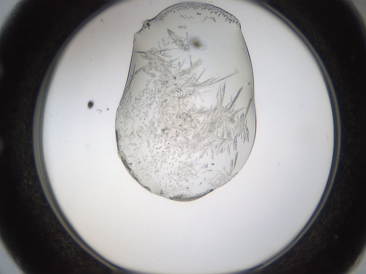 folderID389_plateID1389_batchID5012_wellNum50_profileID1_d1_r84931_ef.jpg