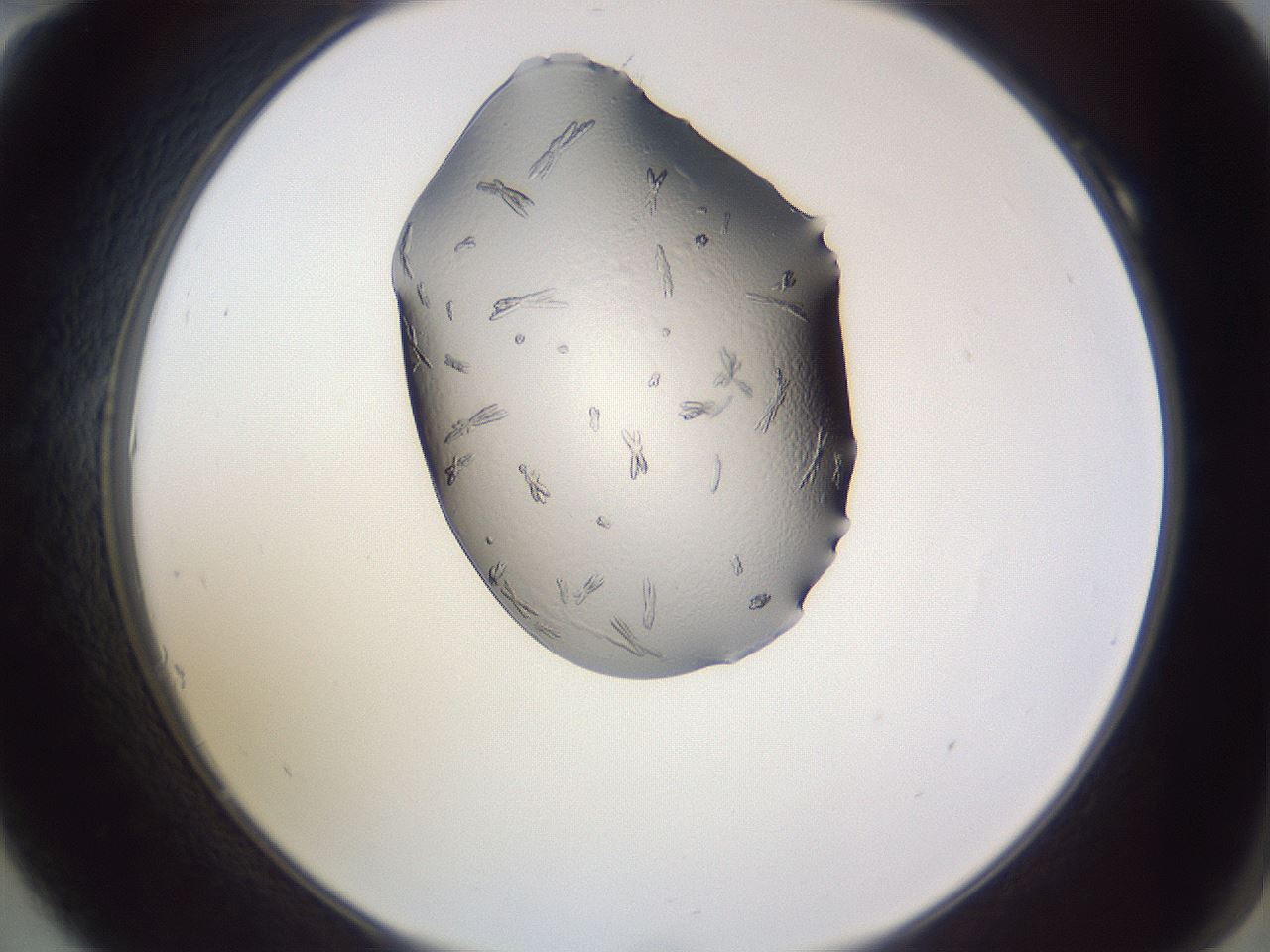 folderID407_plateID2407_batchID11616_wellNum10_profileID1_d2_r178742_ef.jpg
