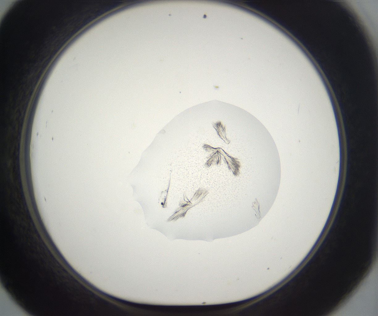 folderID395_plateID2395_batchID11264_wellNum45_profileID1_d1_r177423_ef.jpg
