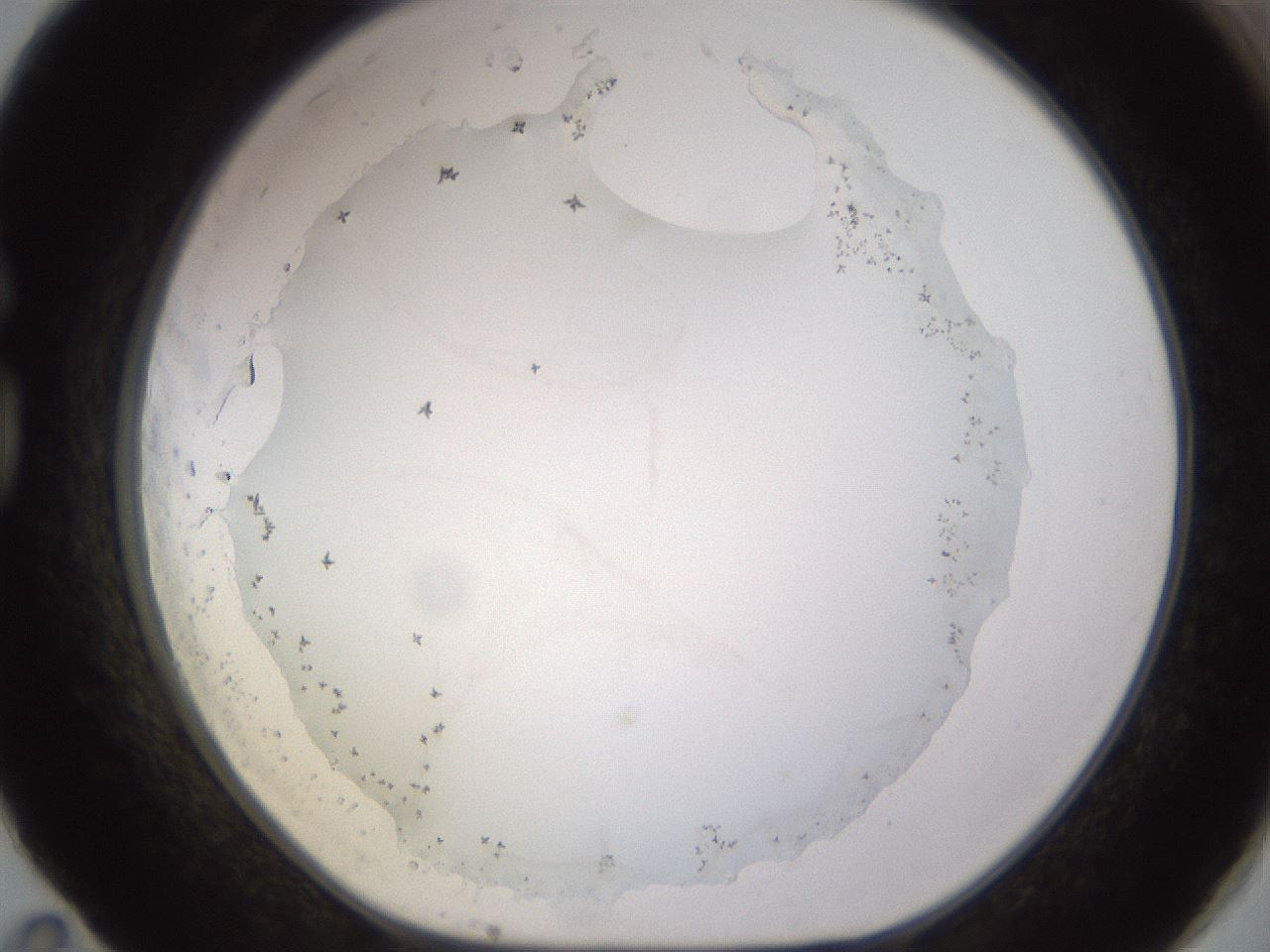 folderID397_plateID1397_batchID5053_wellNum83_profileID1_d1_r85252_ef.jpg