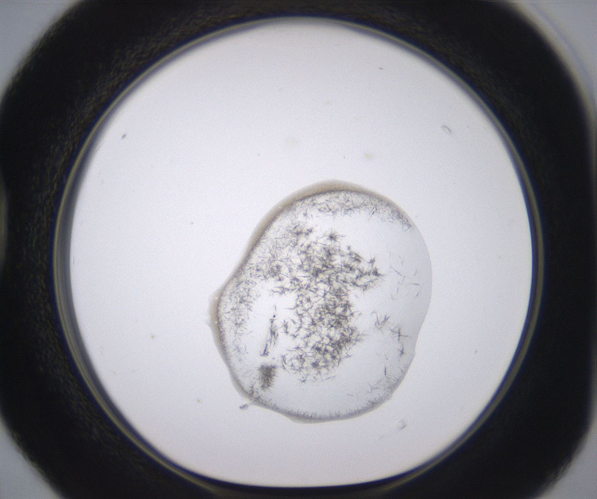 folderID398_plateID2398_batchID11263_wellNum40_profileID1_d1_r177226_ef.jpg