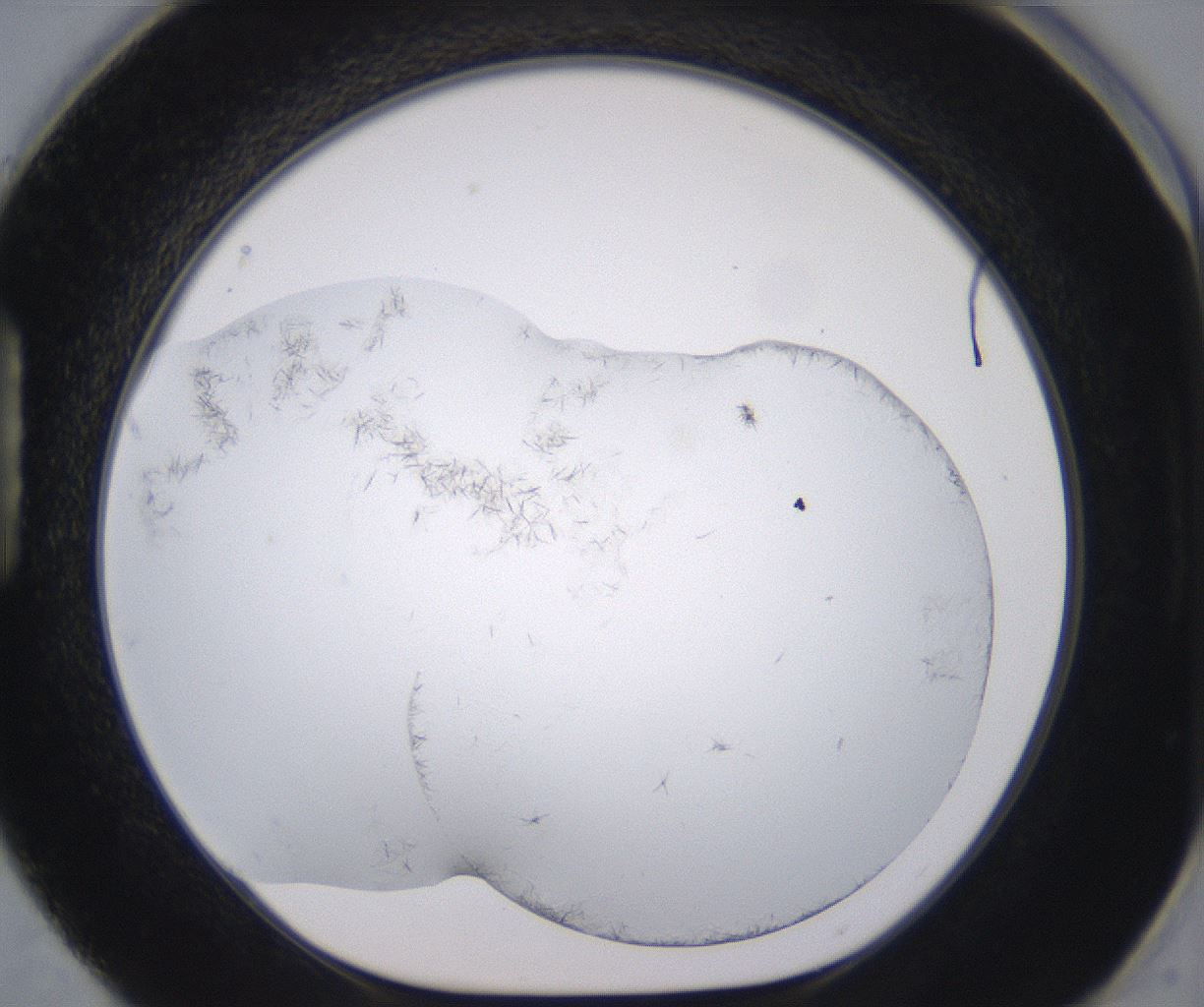 folderID398_plateID2398_batchID11263_wellNum88_profileID1_d1_r177274_ef.jpg