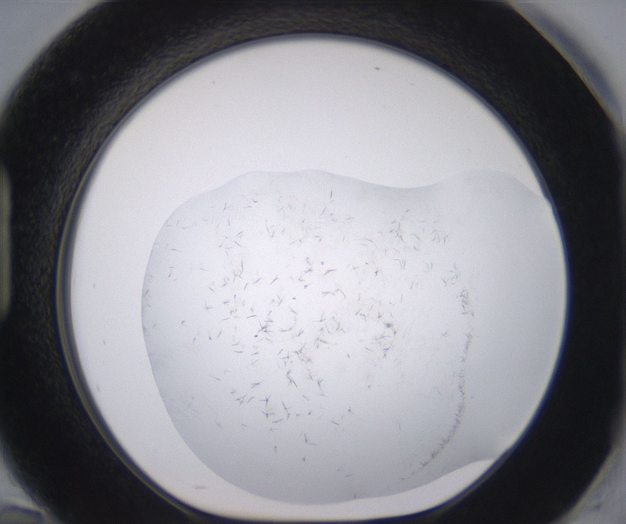 folderID398_plateID2398_batchID11263_wellNum94_profileID1_d1_r177280_ef.jpg