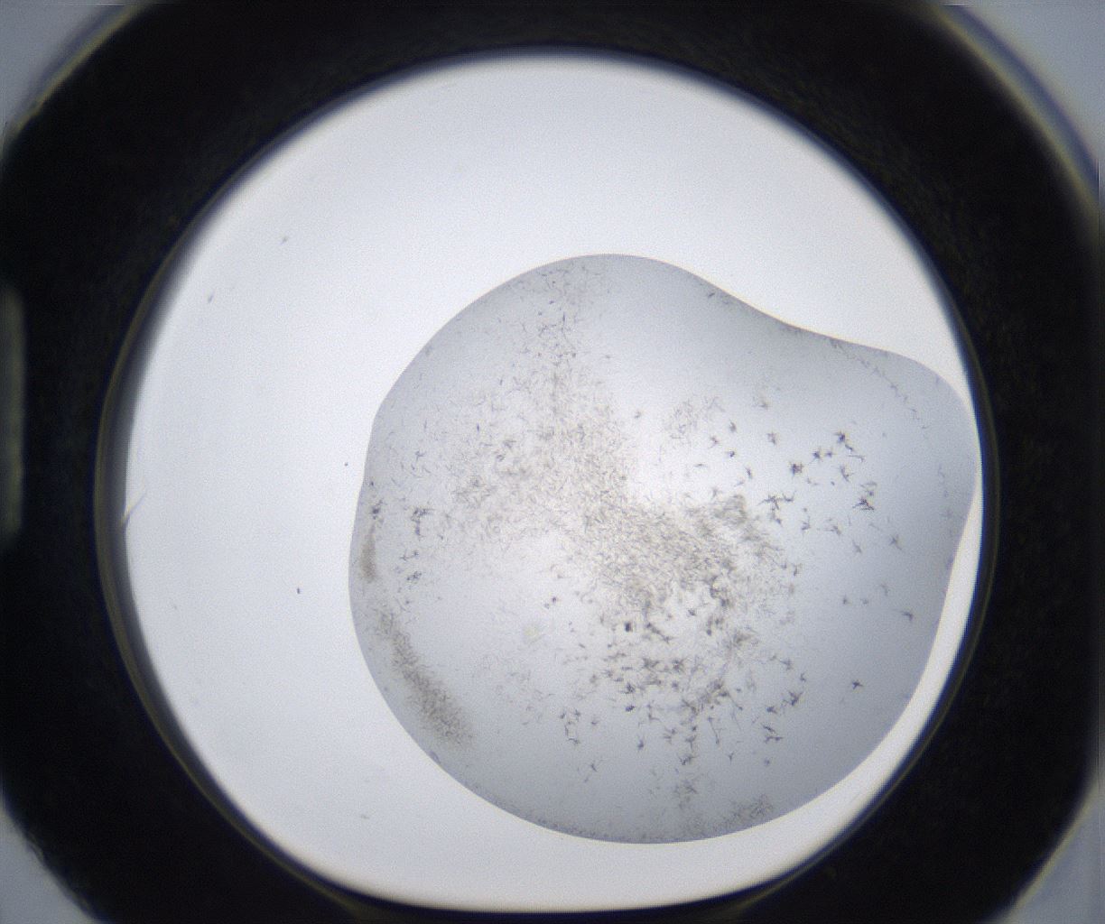 folderID399_plateID2399_batchID11265_wellNum90_profileID1_d1_r177372_ef.jpg