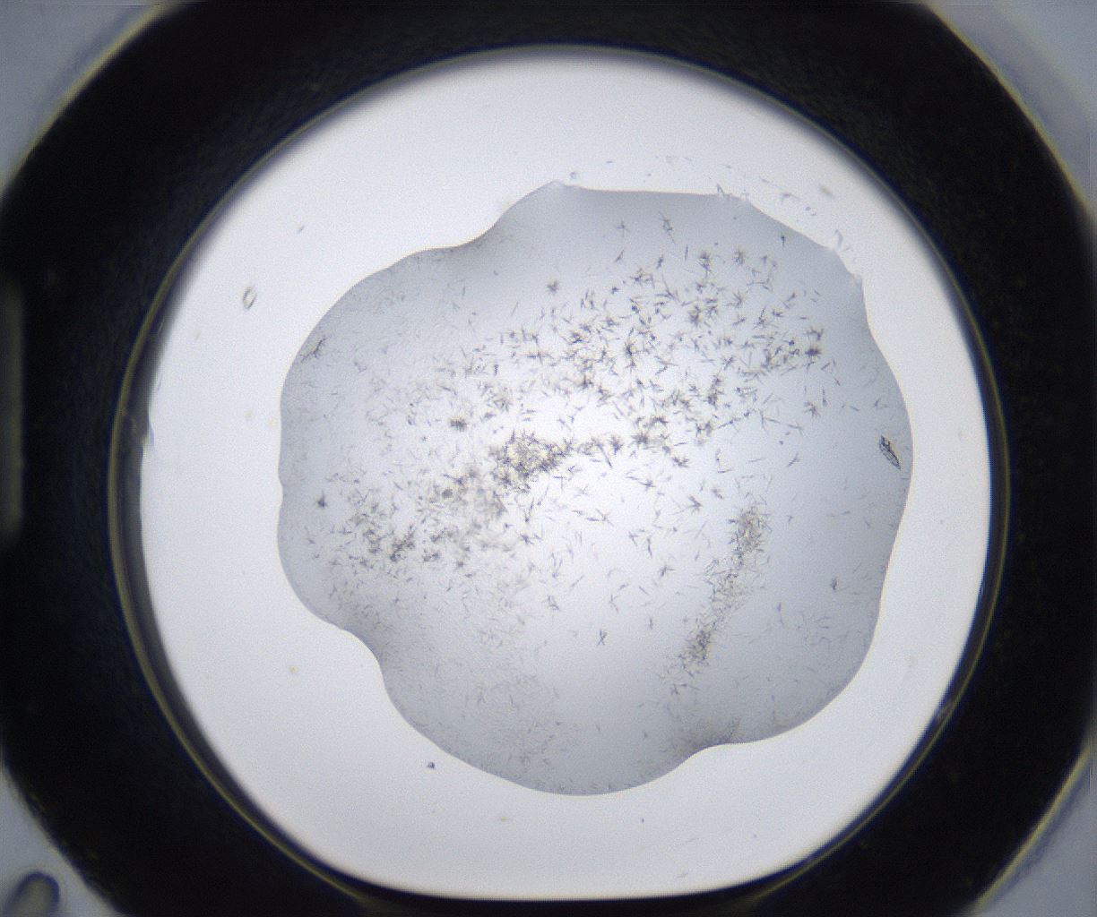 folderID399_plateID2399_batchID11265_wellNum95_profileID1_d1_r177377_ef.jpg