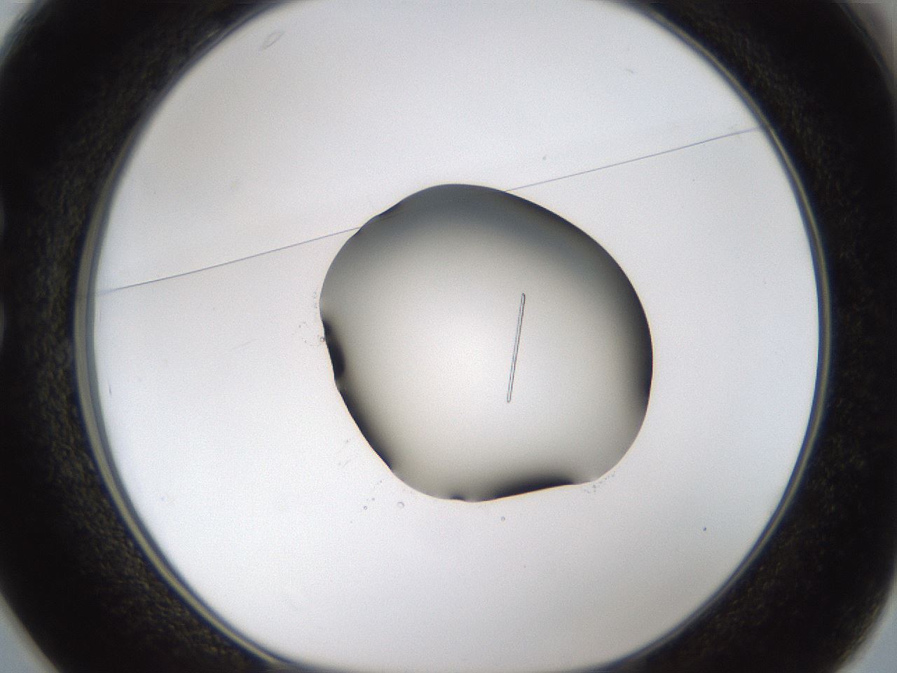 folderID39_plateID1039_batchID2095_wellNum25_profileID1_d1_r45240_ef.jpg