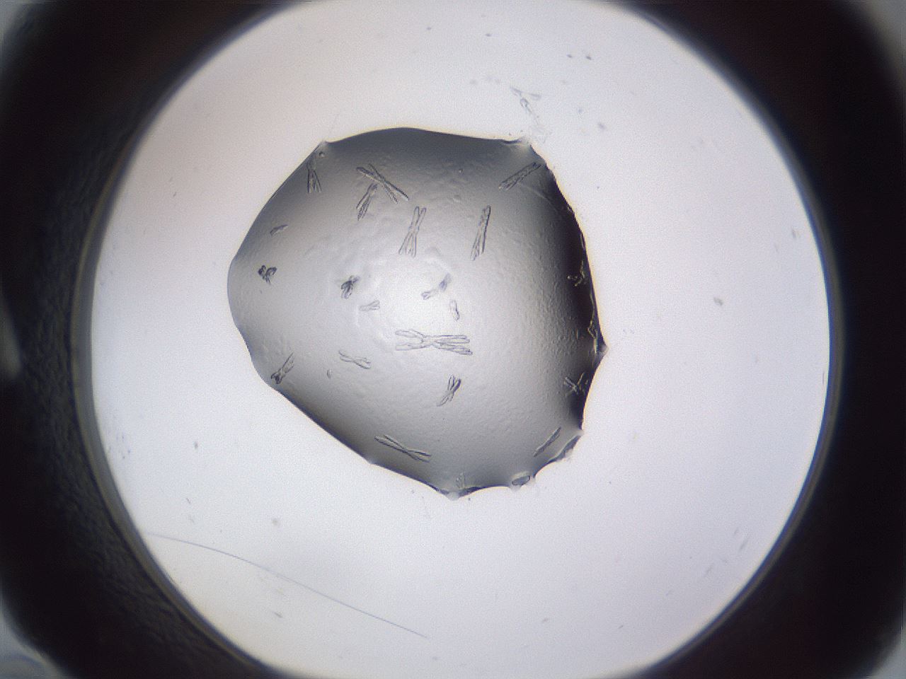 folderID405_plateID2405_batchID11613_wellNum10_profileID1_d1_r178165_ef.jpg