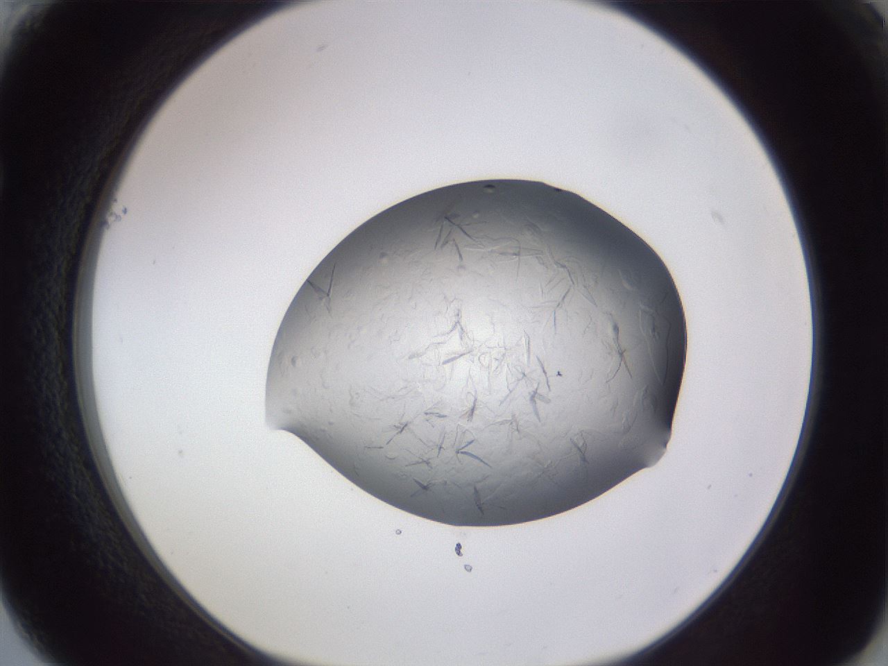 folderID405_plateID2405_batchID11613_wellNum61_profileID1_d1_r178267_ef.jpg