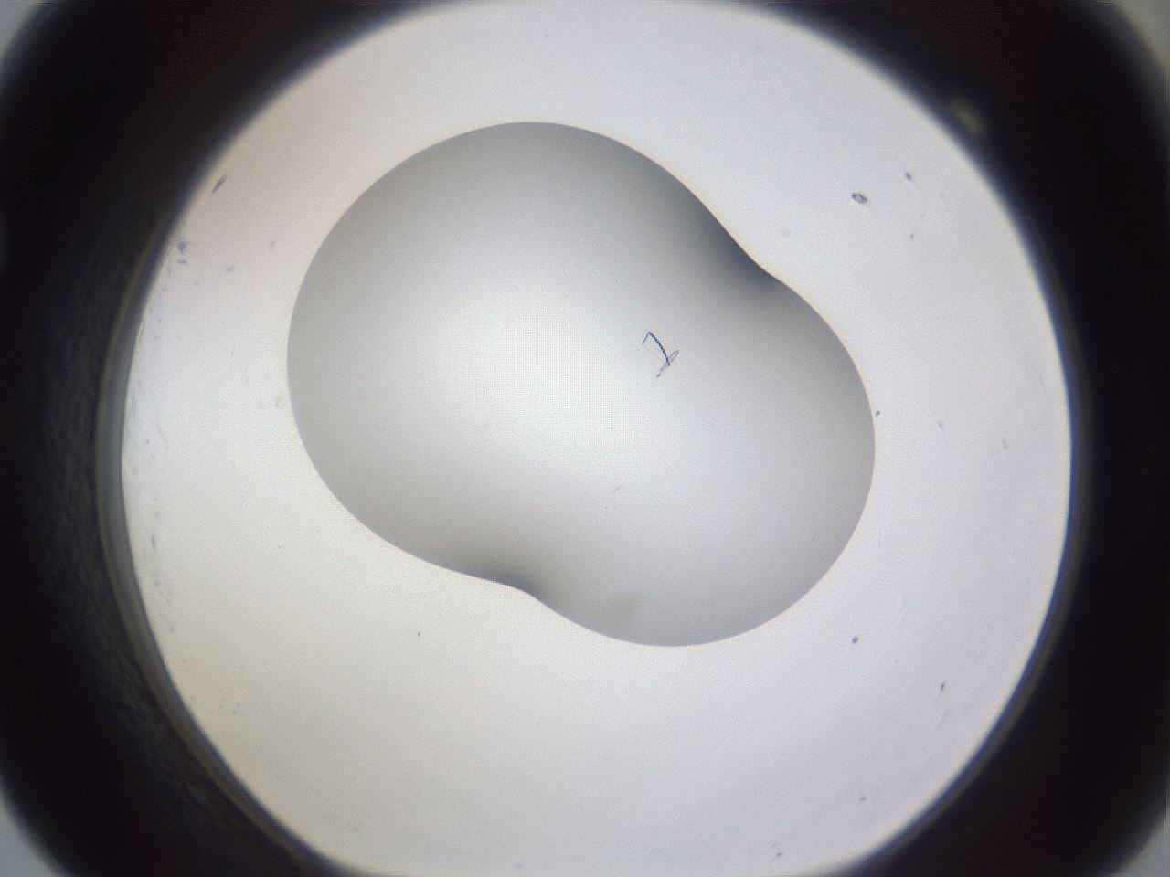 folderID405_plateID2405_batchID11613_wellNum69_profileID1_d1_r178283_ef.jpg