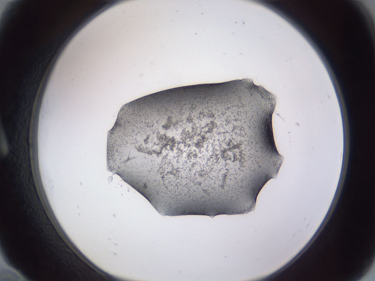 folderID407_plateID2407_batchID11616_wellNum10_profileID1_d1_r178741_ef.jpg