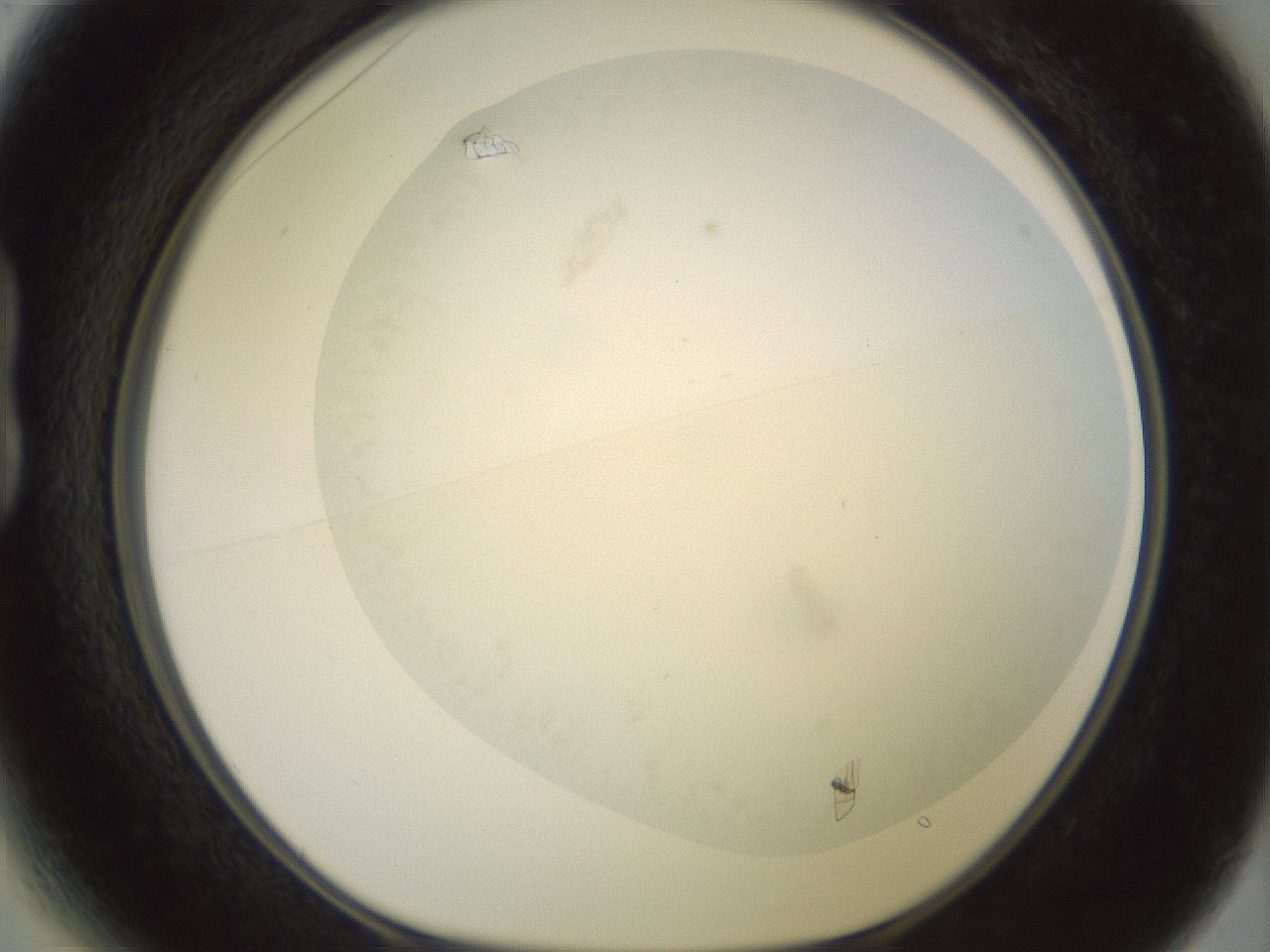 folderID417_plateID2417_batchID11657_wellNum13_profileID1_d1_r179084_ef.jpg