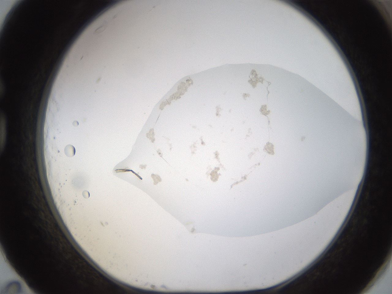 folderID422_plateID1422_batchID5193_wellNum83_profileID1_d1_r87460_ef.jpg