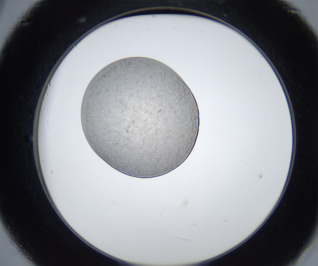 folderID423_plateID2423_batchID11617_wellNum21_profileID1_d2_r180073_ef.jpg
