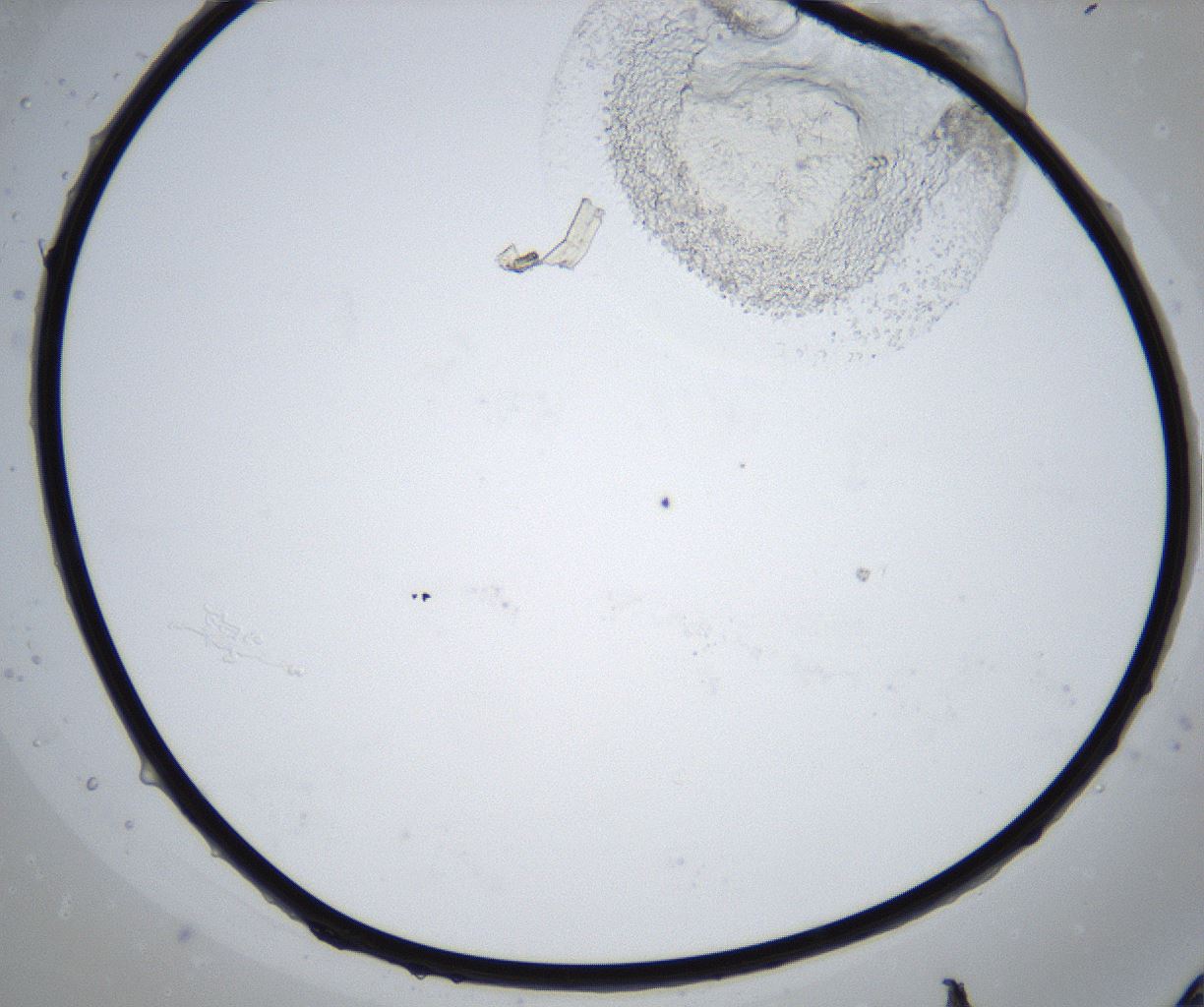 folderID429_plateID2429_batchID11733_wellNum77_profileID1_d1_r184696_ef.jpg