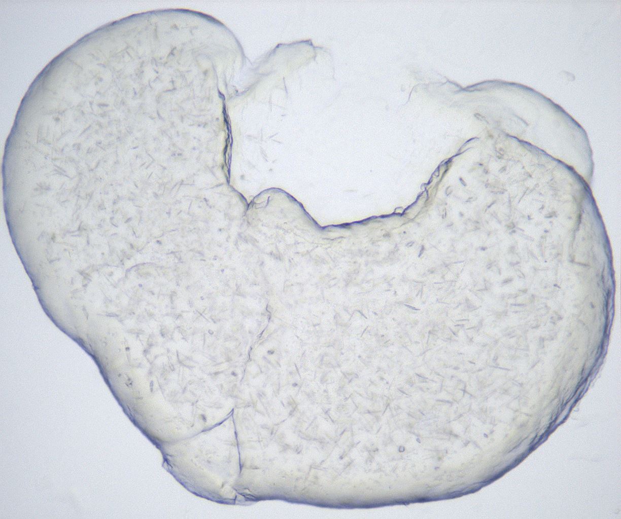folderID432_plateID2432_batchID11736_wellNum16_profileID1_d1_r185150_ef.jpg