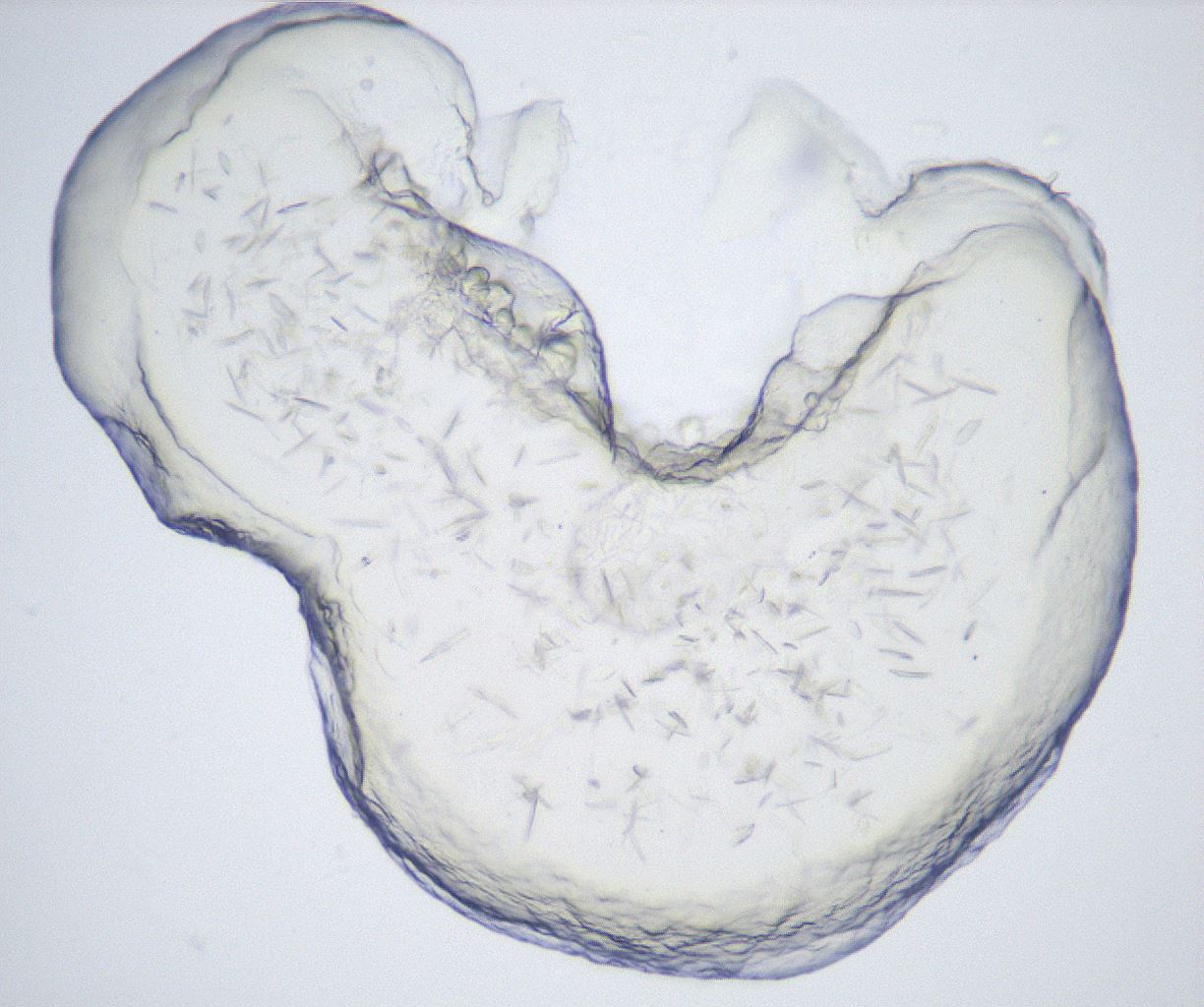 folderID432_plateID2432_batchID11736_wellNum43_profileID1_d1_r185204_ef.jpg