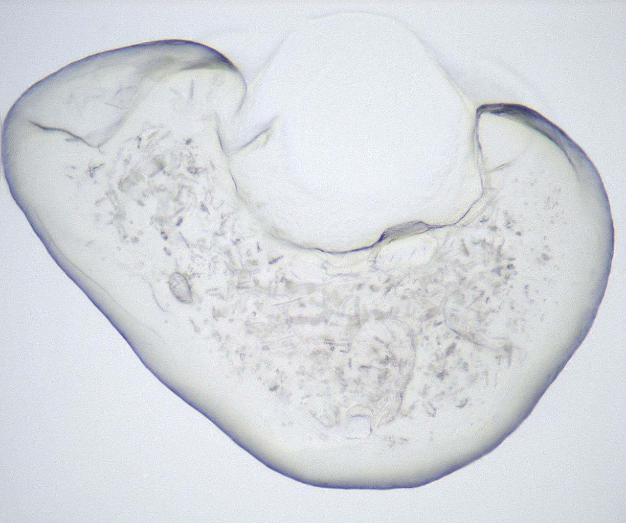 folderID432_plateID2432_batchID11736_wellNum68_profileID1_d1_r185254_ef.jpg