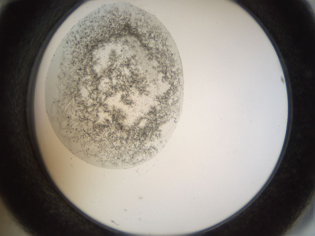 folderID446_plateID1446_batchID5500_wellNum46_profileID1_d2_r91415_ef.jpg