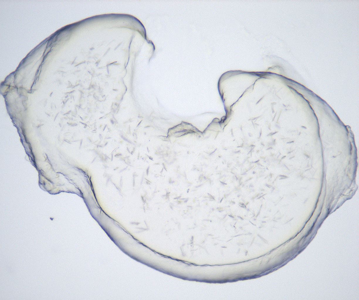 folderID432_plateID2432_batchID11736_wellNum8_profileID1_d1_r185134_ef.jpg