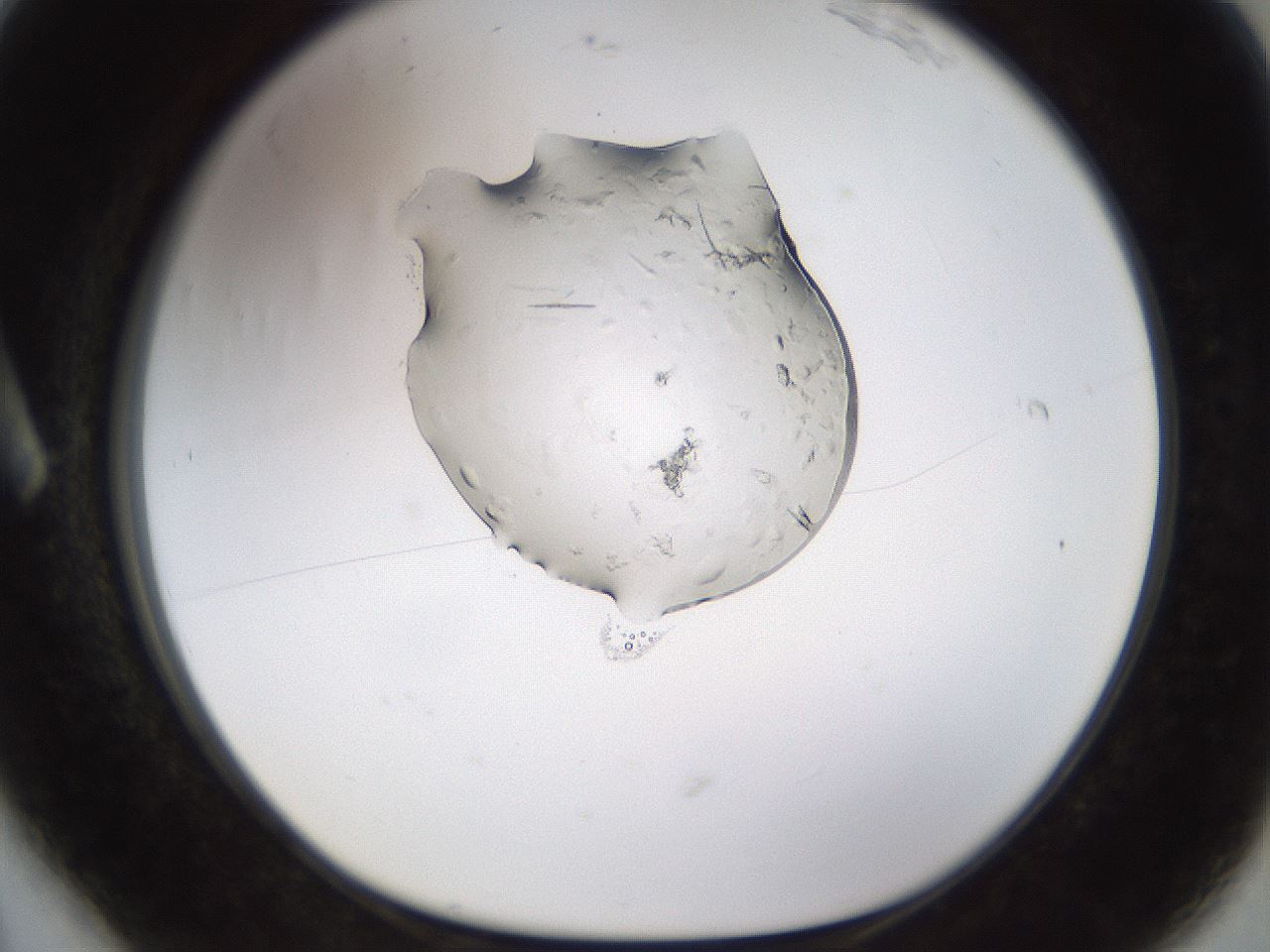 folderID440_plateID1440_batchID5495_wellNum6_profileID1_d1_r90374_ef.jpg