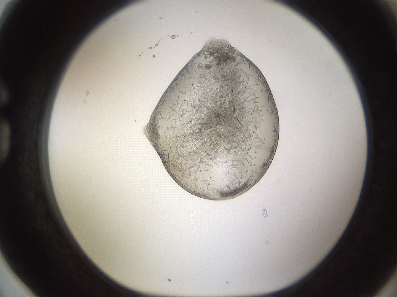 folderID440_plateID1440_batchID5495_wellNum78_profileID1_d1_r90518_ef.jpg