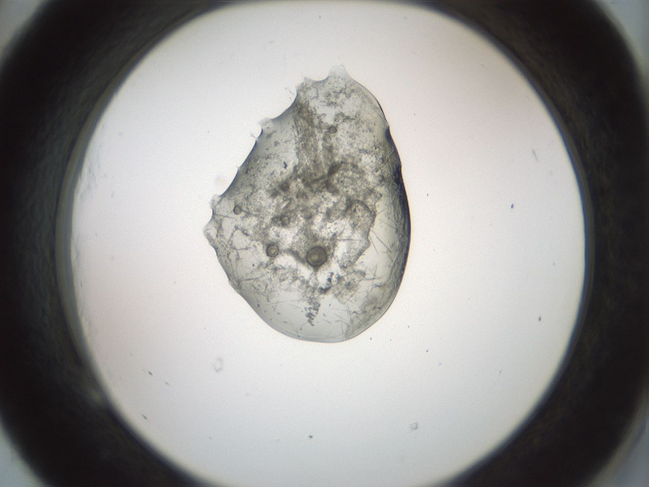 folderID441_plateID1441_batchID5496_wellNum53_profileID1_d2_r90661_ef.jpg
