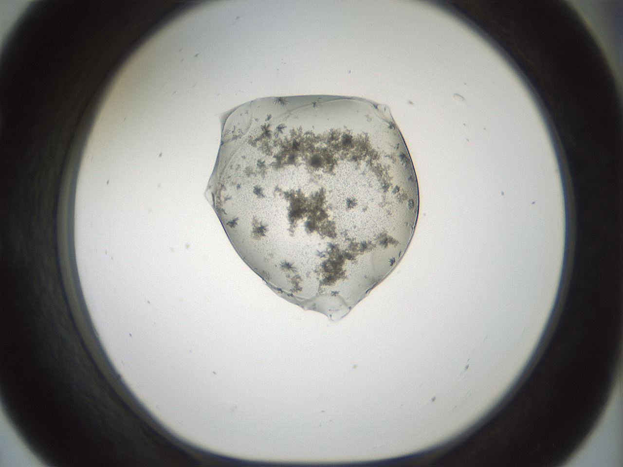 folderID441_plateID1441_batchID5496_wellNum55_profileID1_d1_r90664_ef.jpg