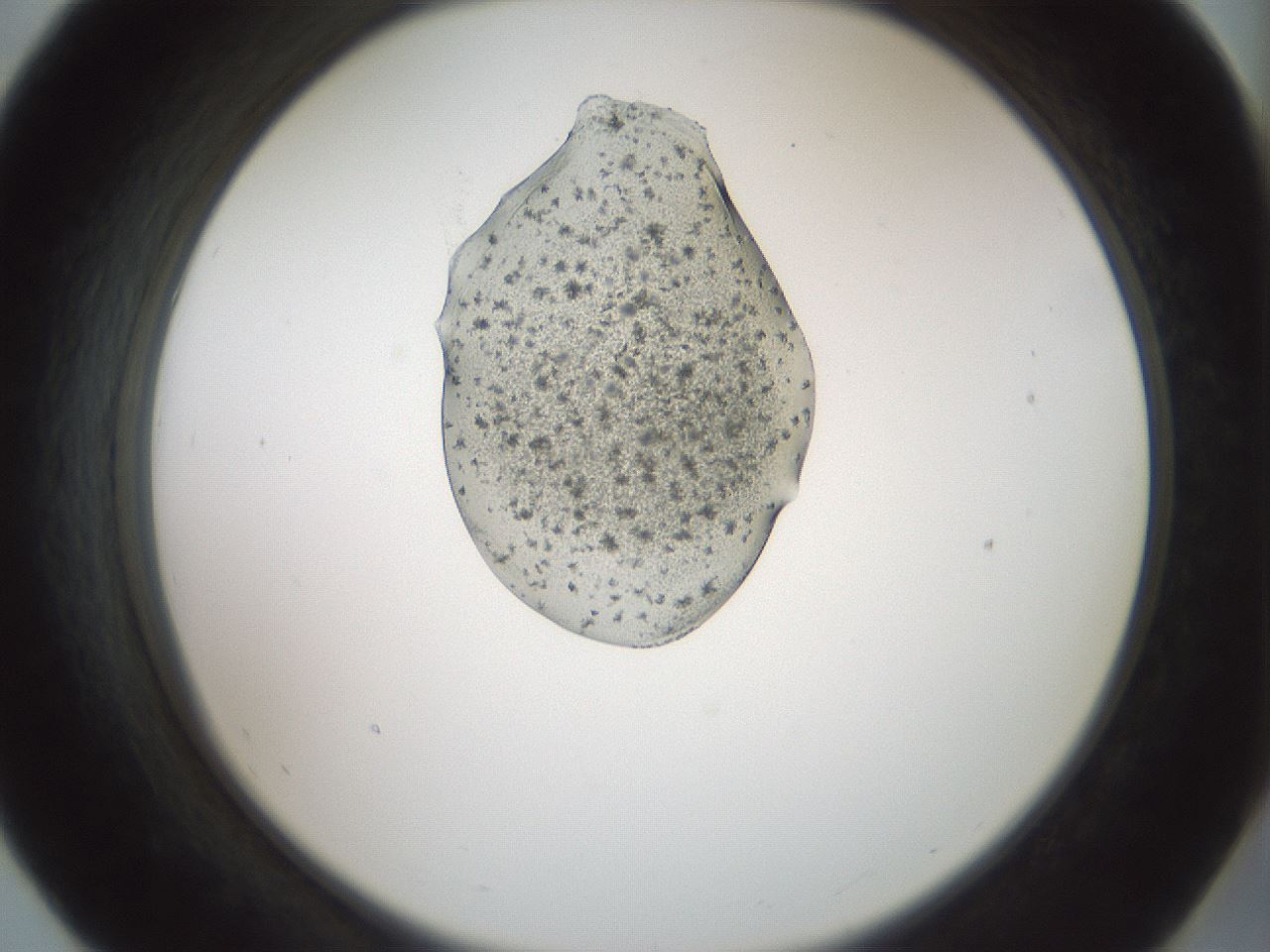 folderID441_plateID1441_batchID5496_wellNum55_profileID1_d2_r90665_ef.jpg