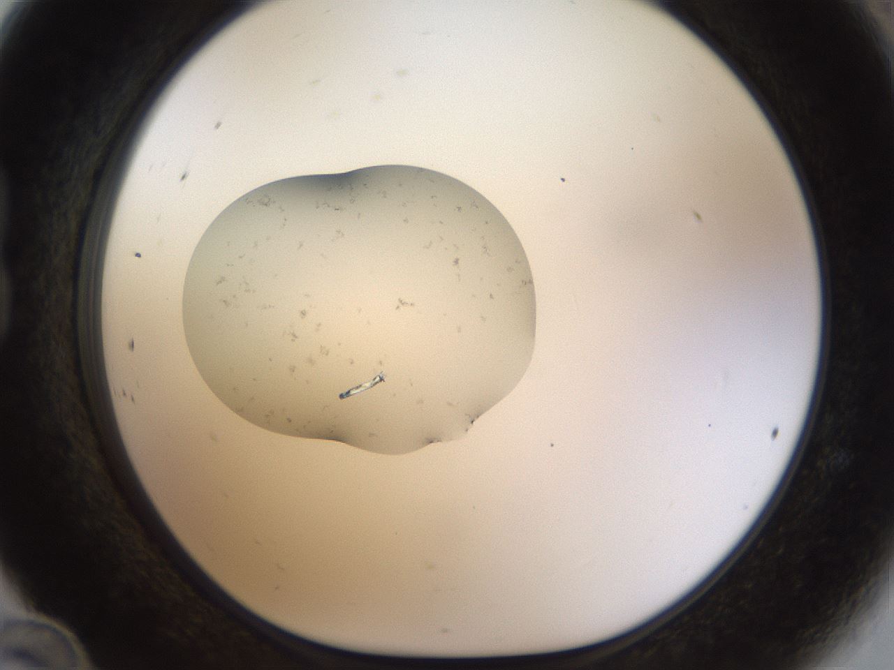 folderID442_plateID1442_batchID5497_wellNum24_profileID1_d1_r90794_ef.jpg