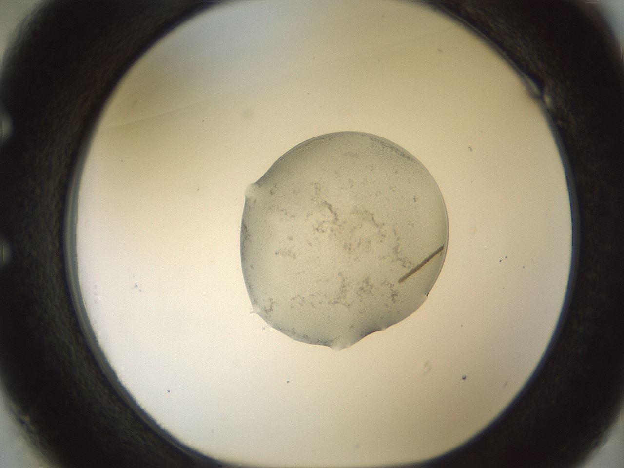 folderID443_plateID1443_batchID5498_wellNum49_profileID1_d1_r91036_ef.jpg