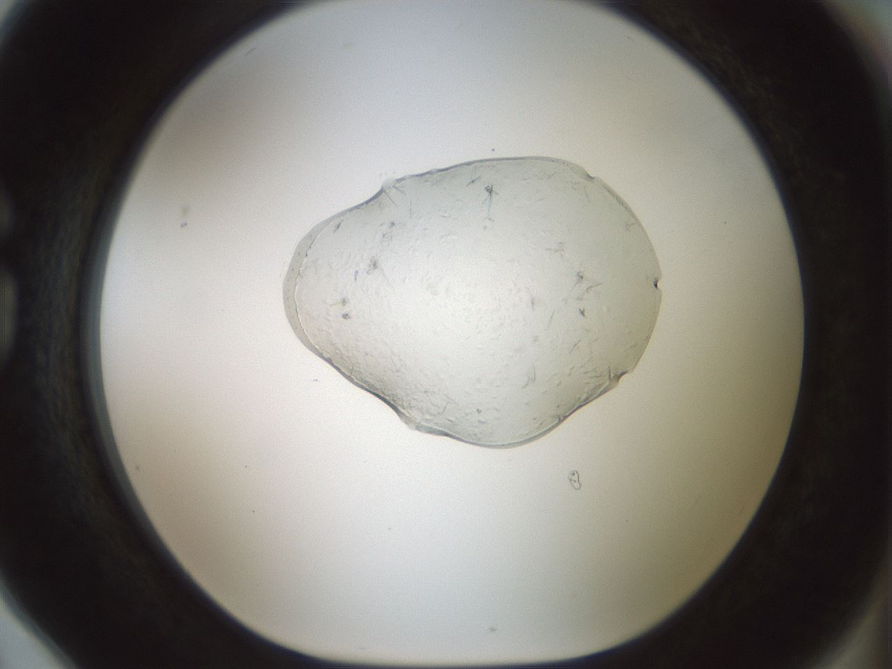 folderID445_plateID1445_batchID5501_wellNum78_profileID1_d1_r91670_ef.jpg