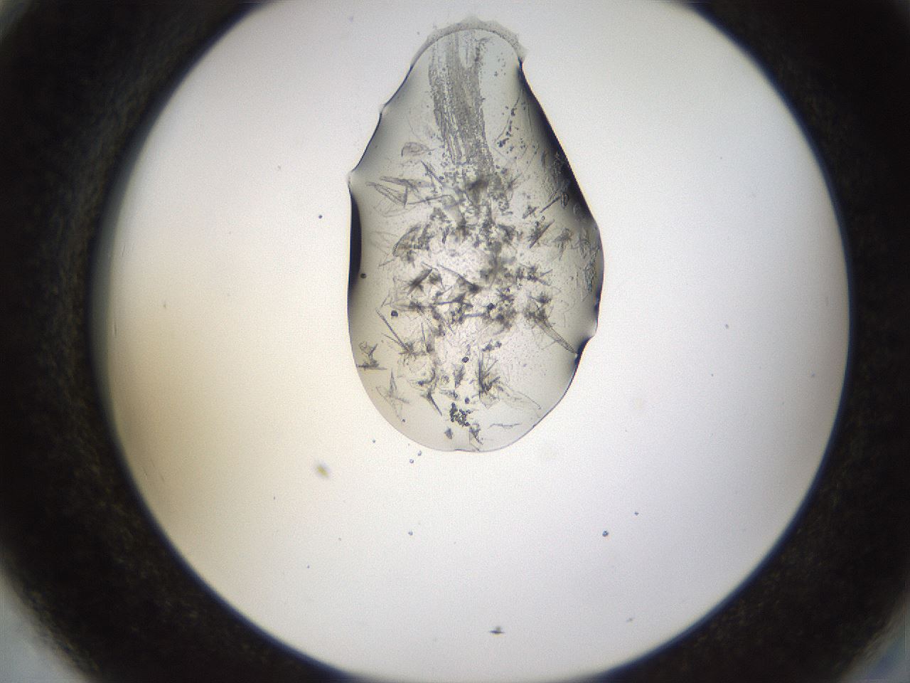 folderID446_plateID1446_batchID5500_wellNum78_profileID1_d2_r91479_ef.jpg