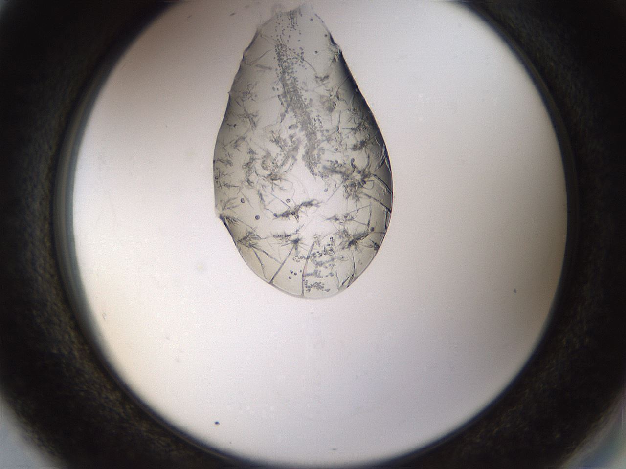 folderID446_plateID1446_batchID5500_wellNum80_profileID1_d2_r91483_ef.jpg
