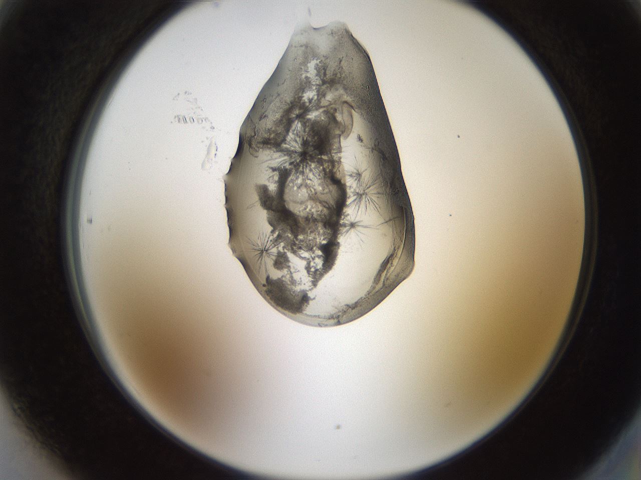 folderID446_plateID1446_batchID5500_wellNum90_profileID1_d2_r91503_ef.jpg