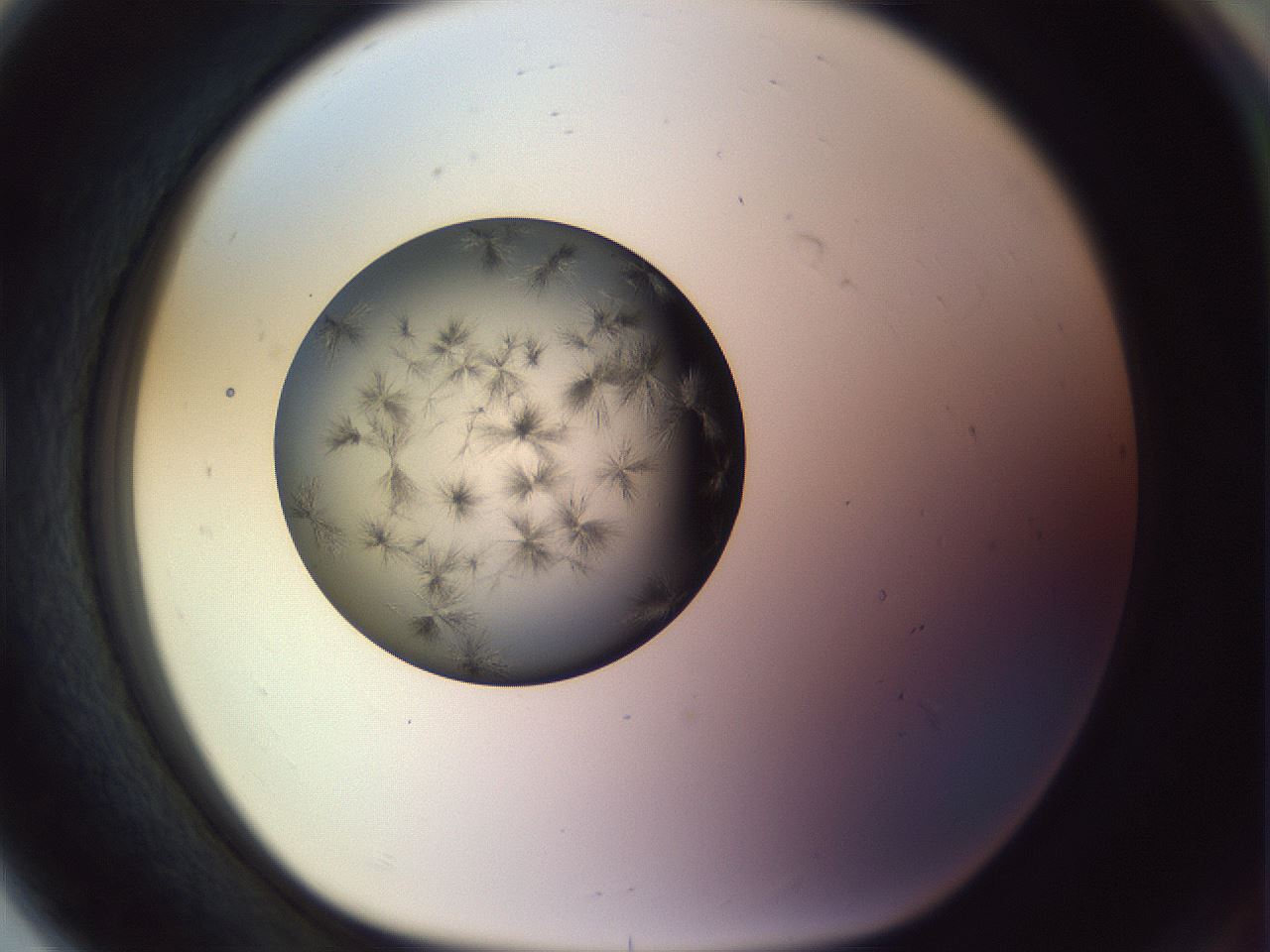 folderID451_plateID1451_batchID5526_wellNum80_profileID1_d1_r91883_ef.jpg
