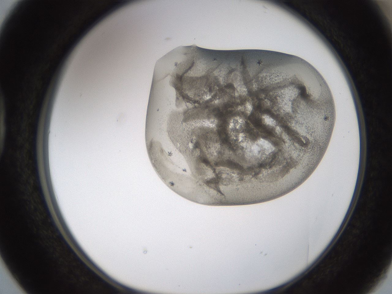 folderID193_plateID1193_batchID3354_wellNum38_profileID1_d1_r64772_ef.jpg