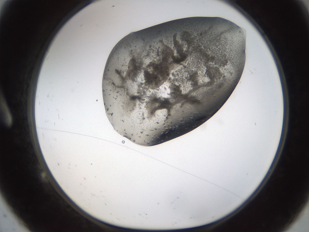 folderID193_plateID1193_batchID3354_wellNum9_profileID1_d1_r64743_ef.jpg