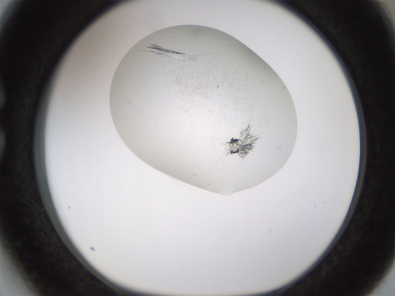 folderID199_plateID1199_batchID3487_wellNum27_profileID1_d1_r66201_ef.jpg