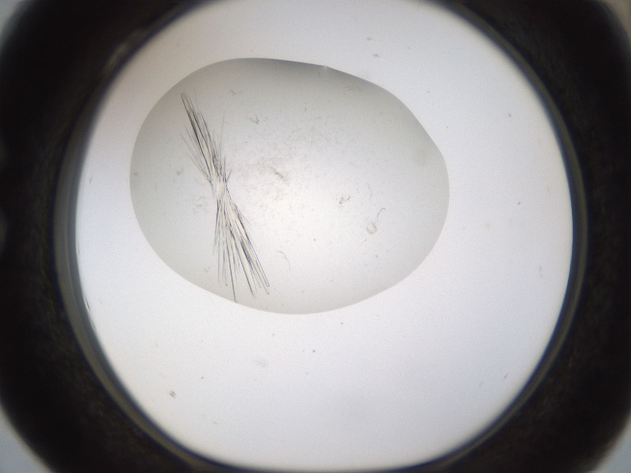folderID199_plateID1199_batchID3487_wellNum28_profileID1_d1_r66202_ef.jpg