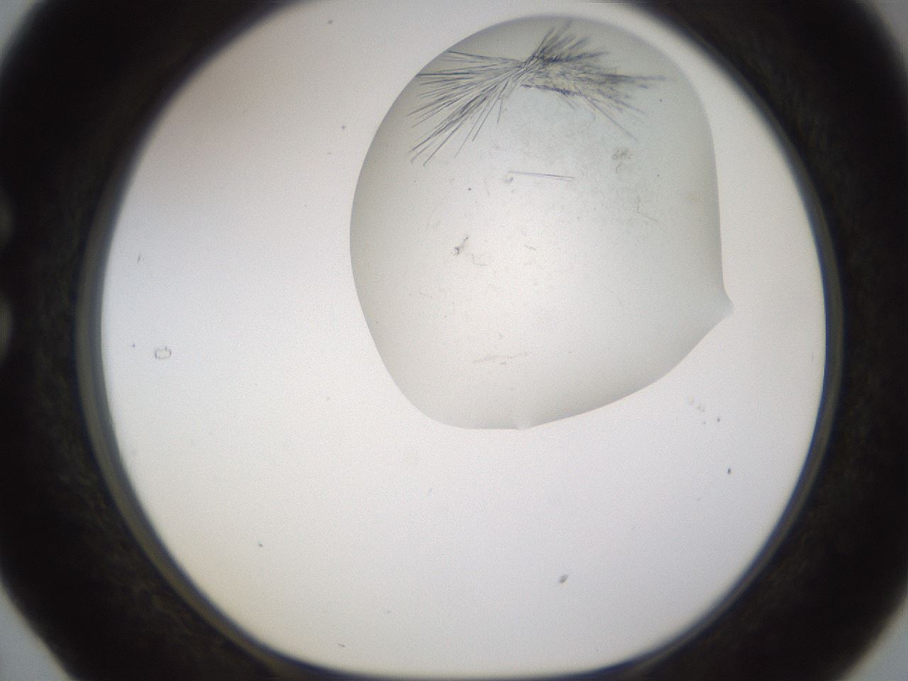 folderID199_plateID1199_batchID3487_wellNum29_profileID1_d1_r66203_ef.jpg