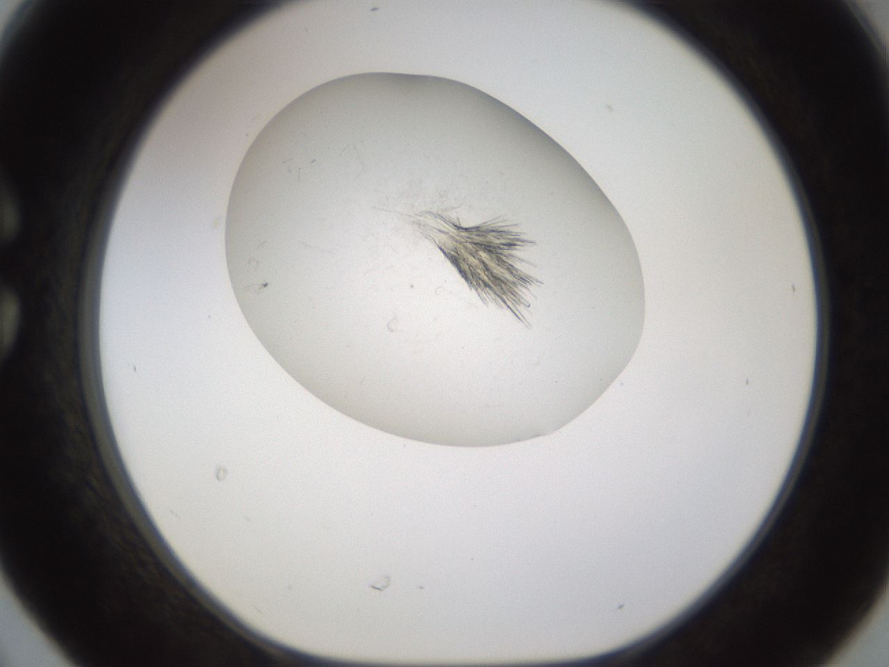 folderID199_plateID1199_batchID3487_wellNum30_profileID1_d1_r66204_ef.jpg