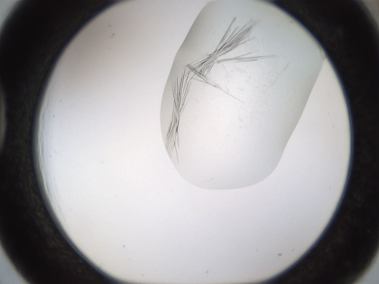 folderID199_plateID1199_batchID3487_wellNum39_profileID1_d1_r66213_ef.jpg