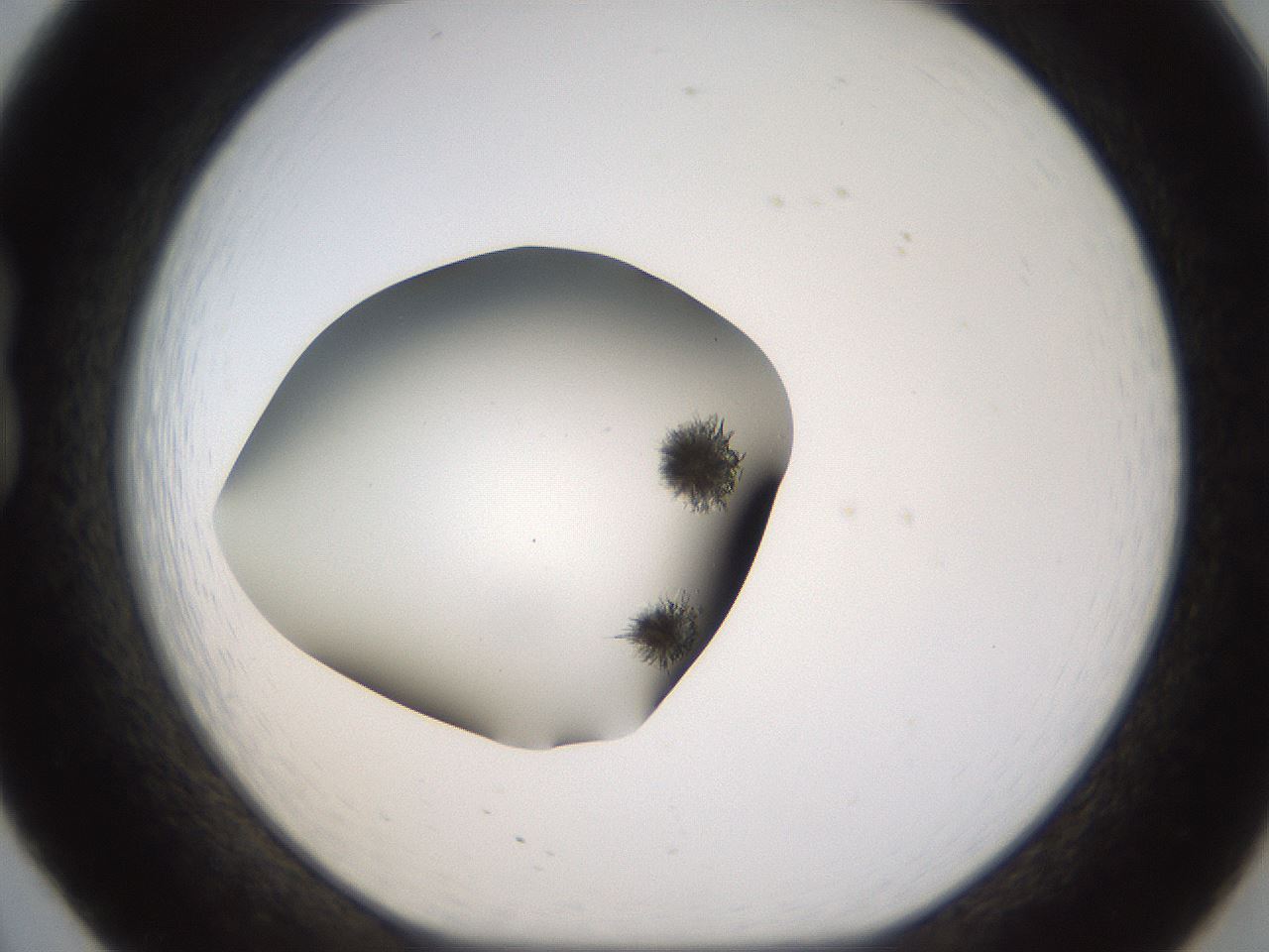 folderID459_plateID1459_batchID5589_wellNum20_profileID1_d1_r92411_ef.jpg