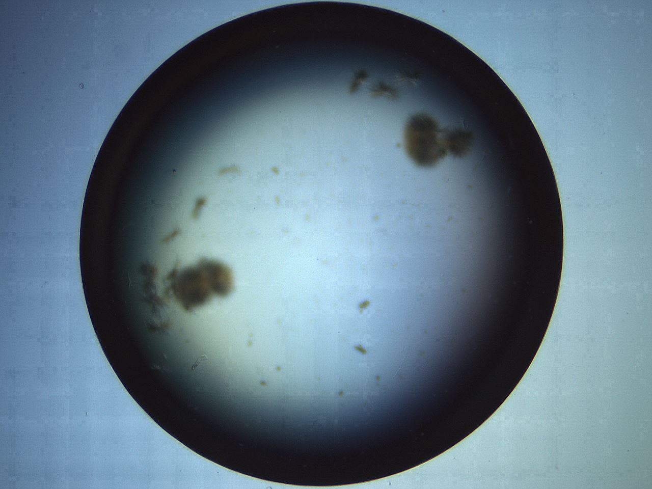 folderID461_plateID2461_batchID12048_wellNum3_profileID1_d1_r186402_ef.jpg