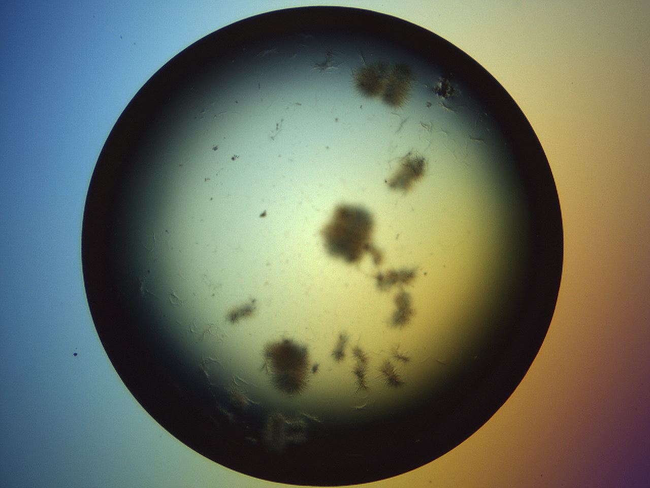 folderID462_plateID2462_batchID12047_wellNum13_profileID1_d1_r186392_ef.jpg