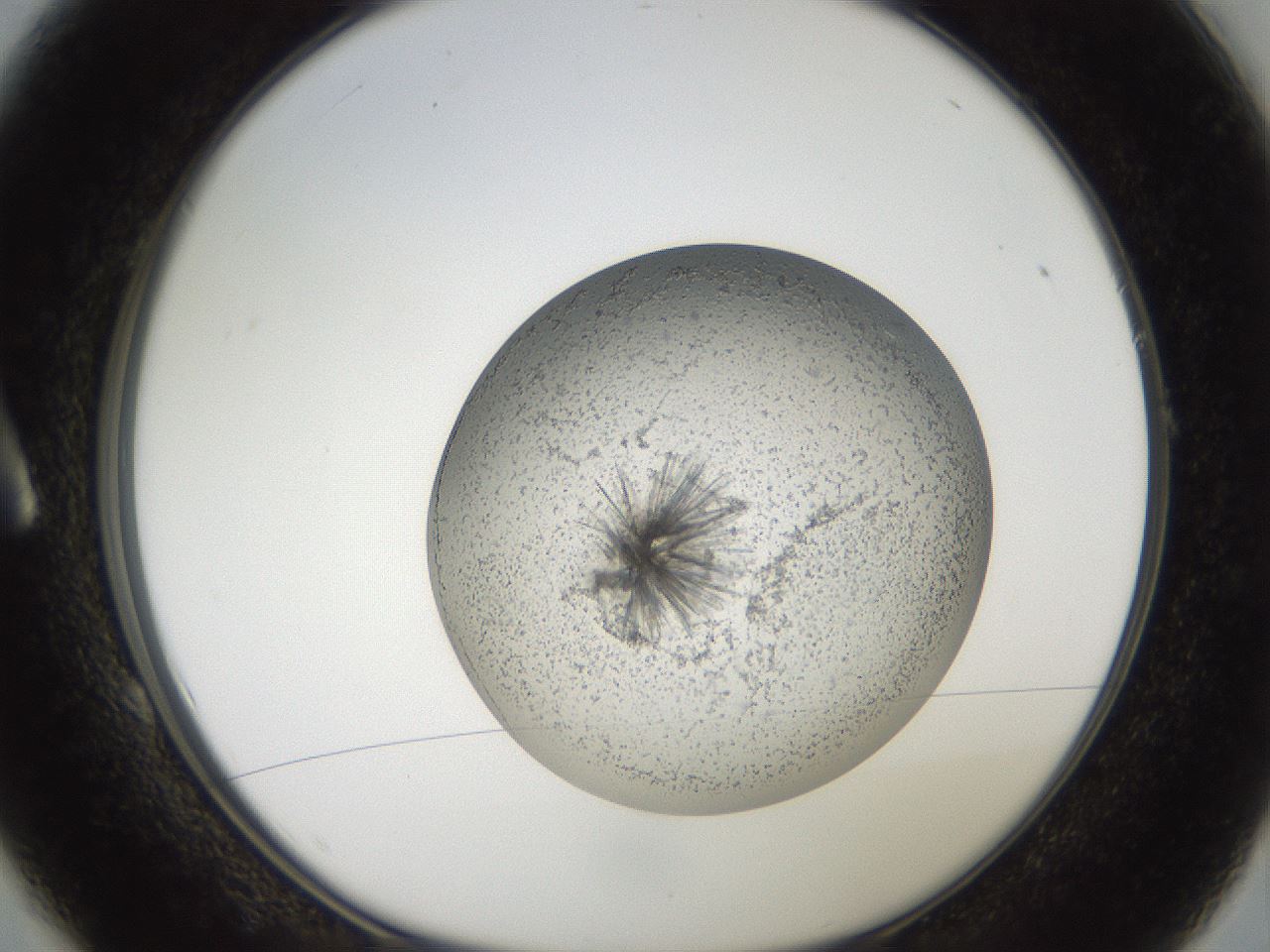 folderID46_plateID2046_batchID9002_wellNum1_profileID1_d1_r137943_ef.jpg