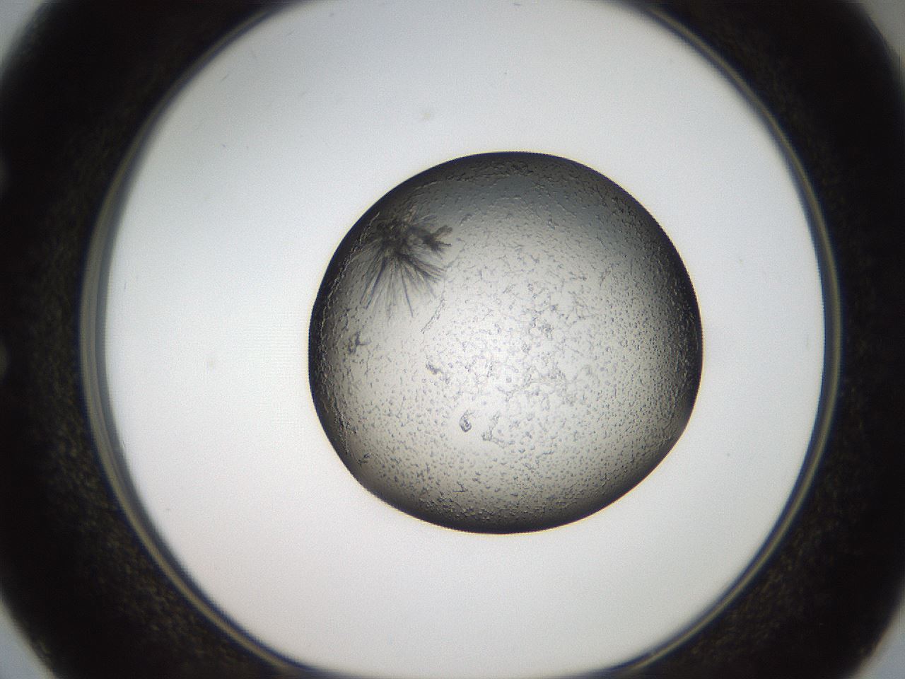 folderID46_plateID2046_batchID9002_wellNum50_profileID1_d1_r137992_ef.jpg