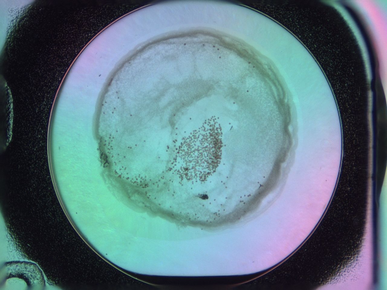 03hz_D12_ImagerDefaults_6.jpg
