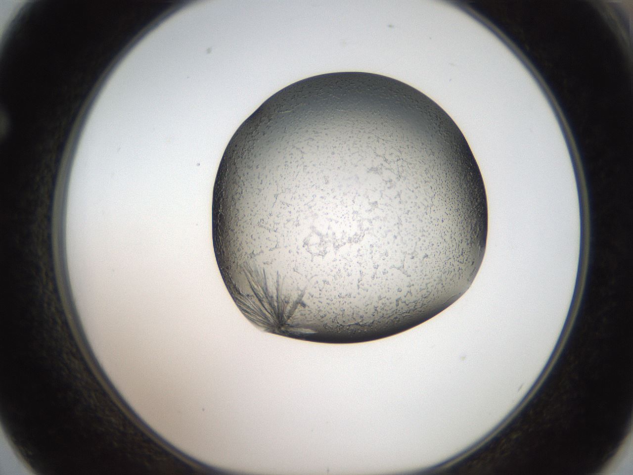 folderID46_plateID2046_batchID9002_wellNum62_profileID1_d1_r138004_ef.jpg